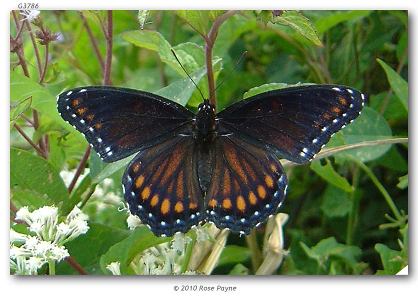 Limenitis arthemis astyanax (hyrid with archippus,live 2) (Internet Image property of respective owner, non-commercial use only)